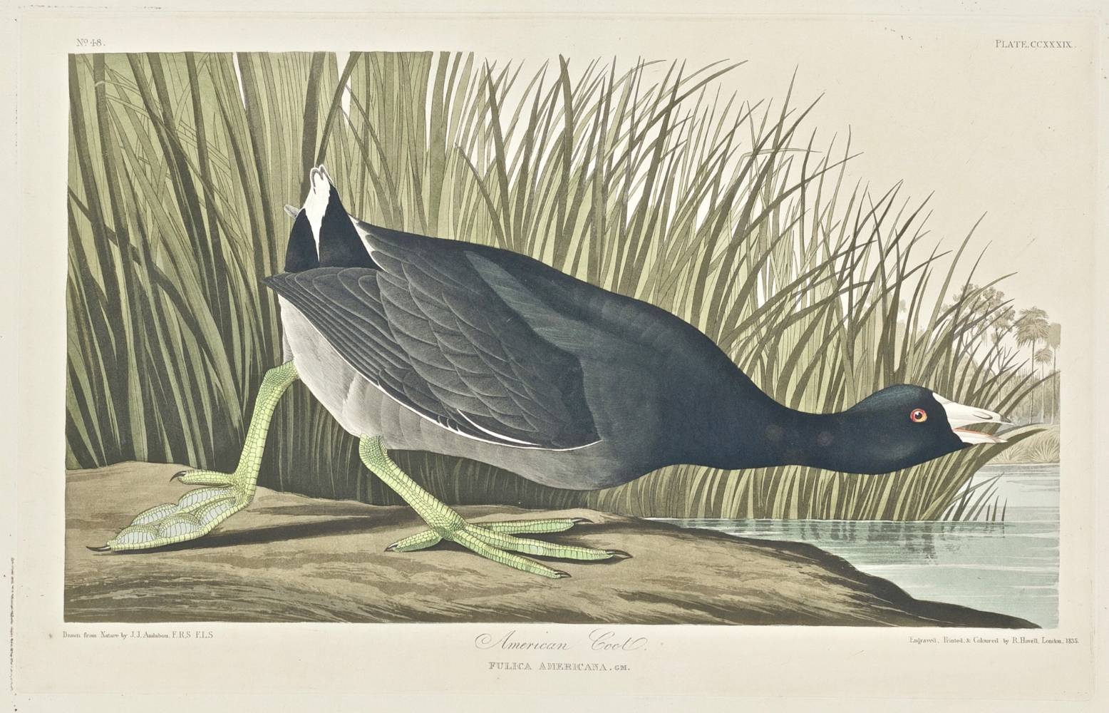 Robert Havell after John James Audubon, American Coot, 1835, NGA 32377.jpg by Robert Havell after John James Audubon is marked with CC0 1.0